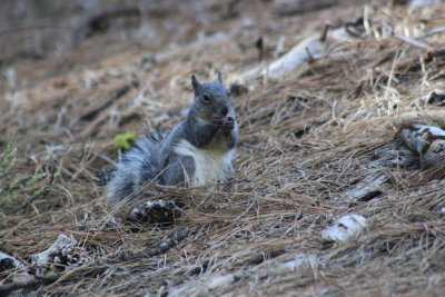 Mariposa Grove - Yosemite NP (Californie) Mariposa Grove - Yosemite NP (Californie)